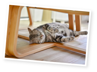 床でくつろぐ猫