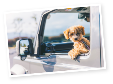 車窓から顔を出す犬